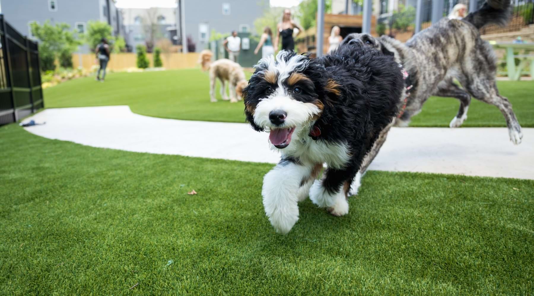 a dog running in a dog park