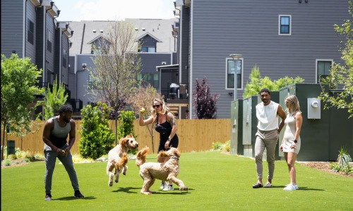 Why Ello House Is Charlotte’s Top Pet-Focused Apartment Community Cover Image
